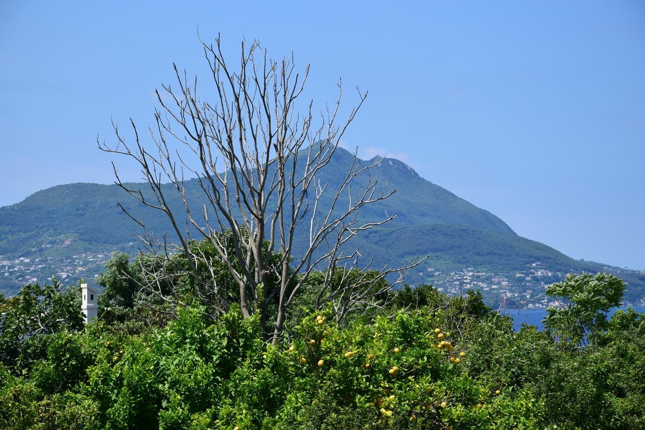 Appartamenti Del Golfo Procida Exterior foto